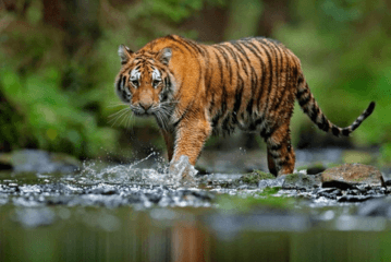 Alivaa Jungle Resort, Corbett