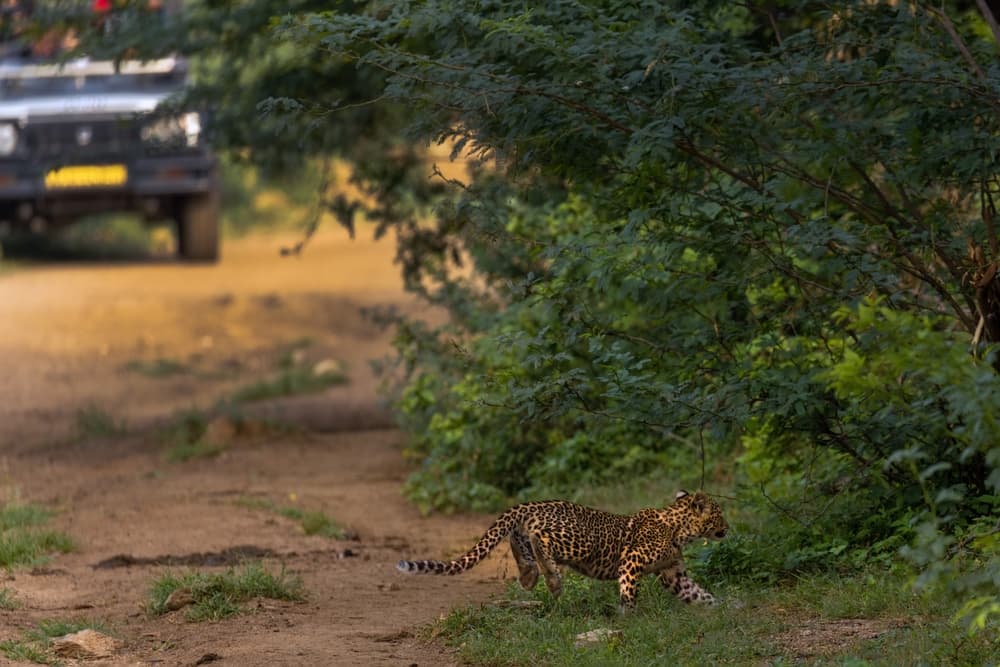 discover the wild magic jawai jungle safari