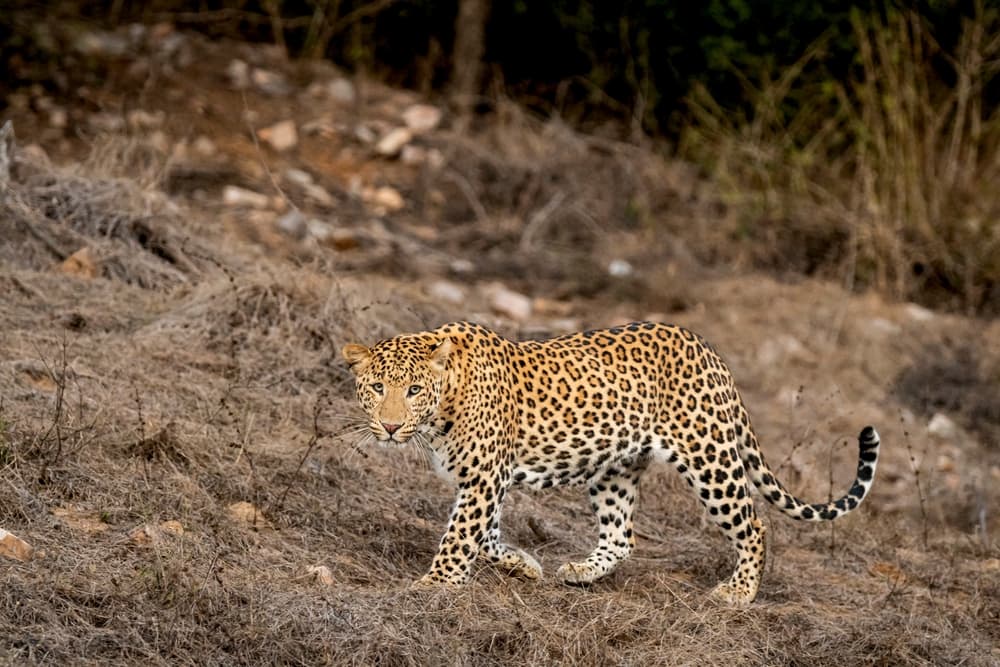 jawai national park