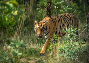 Alivaa Jungle Resort, Corbett